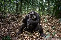 Chimpanzés (Pan troglodytes schweinfurthii,) en train de manger des fruits tombés au sol dans la forêt de Kibale en Ouganda.

 Afrique 
 Kibale 
 Ouganda 
 Singe 
 chimpanzé 
 eating 
 feeding 
 food 
 forest 
 forêt 
 fruit 
 grand singe 
 great Ape 
 mammal 
 mammifère 
 manger 
 nourriture 