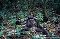 Chimpanzés (Pan troglodytes schweinfurthii) en train de se reposer au sol dans la forêt de Kibale en Ouganda. Afrique 
 Ape 
 Kibale 
 Ouganda 
 Pan troglodytes schweinfurthii 
 Singe 
 allonger 
 chimpanzé 
 forêt 
 grand singe 
 mammifère 
 repos 
 rest 