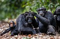 Famille de chimpanzés (Pan troglodytes schweinfurthii,) en train de s'épouiller dans la forêt de Kibale en Ouganda.

Chimpanzees family (Pan troglodytes schweinfurthii) , grooming in the Kibale National Forest in Uganda. Afrique 
 Kibale 
 Ouganda 
 Pan troglodytes schweinfurthii 
 Singe 
 bébé 
 chimpanzé 
 famille 
 forêt 
 grand singe 
 groupe 
 mammifère 
 socialisation 
 épouillage 