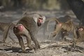 Hamadryas male en train de courrir avec sa troupe, dans une palmeraie.
(Papio hamadryas)
Parc National d'Awash, Ethiopie. 
Endemique a la corne de l'Afrique.
L'histoire de la photo : Juste trois minutes avant cette image, je me suis retrouvé nez a nez avec un Mamba noir de grande taille, qui s'est dressé devant moi dans les feuilles seches et les jeunes palmiers... Il s'est levé à presque un mètre de hauteur, menaçant, mais je dirais plus curieux qu'irrité, il s'est enfui après quelques secondes de face à face, dans un fracas surprenant. Mon guide-ranger était devant moi, c'est lui qui l'a vu en premier. Armé d'un AK-47, il était pret à faire feu, enfin j'espère... Voila, c'est fait, j'ai rencontré mon cauchemar... en pleine journée ! Brrrr ! Afrique 
 mammife?res 
 singe 
 babouin 
 Hamadryas 
 endemique 
 corne 
 papio 
 ombre 
 poil 
 relation 
 famille 
 rift 
 volcanisme 
 tendresse 
 Ethiopie 
 Awash 
 Parc 
 National 
 Africa 
 mammal 
 baboon 
 Hamadryas 
 papio 
 shade 
 family 
 rest 
 relation-ship 
 Ethiopia 
 Awash National Park 
 monkey 