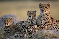 Femelle Guepard et ses deux jeunes sur le sommet d'une termitiere dans les derniers rayons du soleil.
(Acinonyx jubatus)
Nord Delta Okavango
BOTSWANA  