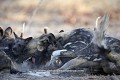 Femelle lycaon avec ses chiots tout près du terrier (une ancienne termitière).
(Lycaon pictus)
Nord Delta de l' Okavango, Botswana.
 Afrique 
 mammifère 
 prédateur 
 lycaon 
 chien 
 Botswana 
 Okavango 
 Delta 
 tendresse 
 m?re 
 jeune 
 soin 
 pictus 
 terrier 
 