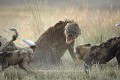 Agression féroce entre une meute de 21 lycaons sur une hyène tachetée (matriarche du groupe).
(Lycaon pictus & Crocuta crocuta)
Nord du Delta de l'Okavango, Botswana
Cette image fait partie d'un reportage complet et d'une série entière consacrée à ce combat entre une meute de Lycaons et un clan de Hyènes. 
C'est une photo de cette série qui a été primée au concours internationnal "BBC Wildlife Photographer of the Year."
J'ai réalisé ces images lors d'un séjour exclusivement consacré aux lycaons dans cette région du Botswana que je connais bien. Je suis ces deux meutes de lycaons depuis mai 2004. 
--

Après avoir été prévenu par radio de la présence de la seconde meute de lycaons dans le camp situé à 30 km du mien, n'ayant plus de véhicule dispo suite à un problème, après avoir sauté dans un avion de brousse pour 10 mn de vol, j'ai ensuite aussitôt embarqué dans le véhicule de mon ami Charles Sebaka, guide à Kwando Safari, avec des clients de l'Agence Objectif Nature que je connaissais bien et que j'ai ensuite guidés pour nous permettre d'être placés juste au bon endroit au bon moment. Au cm près...
La série fût époustouflante. La récompense au bout... Un BBC Wildlife avec une image de hyène...c'est pas rien !


 

 Afrique
prédateurs
combat
féroce
Hyène
Lycaons
chasseur
ennemis
action
photo
diable
peur
dents
oeil
vision
 