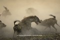 Agression féroce entre une meute de 21 lycaons sur une hyène tachetée (matriarche du groupe).
(Lycaon pictus & Crocuta crocuta)
Nord du Delta de l'Okavango, Botswana
 Afrique
lycaons
clan
meute
Hyène
combat
féroce
chasseur
Okavango
Delta
action
photo
nature
 