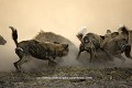 Agression féroce entre une meute de 21 lycaons sur une hyène tachetée (matriarche du groupe).
(Lycaon pictus & Crocuta crocuta)
Nord du Delta de l'Okavango, Botswana
 Afrique 
 mammif?ères 
 lycaons 
 hy?ne 
 tacheté 
 poussi?ère 
 soir 
 agressivité
 agression 
 combat 
 rituel 
 antagonisme 
 bataille 
 féroce 
 prédateurs 
 dents 
 savane 
 brousse 
 canidés 
 chien 
 sauvage 
 prédateur 
 concurents 
 pictus 
 crocuta 
 Botswana 
 Okavango 
 Delta 
 