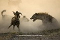 Agression féroce entre une meute de 21 lycaons sur une hyène tachetée (matriarche du groupe).
(Lycaon pictus & Crocuta crocuta)
Nord du Delta de l'Okavango, Botswana.
PHOTO PRIMEE au concours BBC WILDLIFE PHOTOGRAPHER of the YEAR 2006
 Afrique 
 mammif?ères 
 lycaons 
 hy?ne 
 tacheté
 poussi?ère 
 soir 
 agressivité
 agression 
 combat 
BBC
 rituel 
 antagonisme 
 bataille 
 féroce 
 prédateurs 
 dents 
 savane 
 brousse 
 canidé
 chien 
 sauvage 
 prédateur 
 concurents 
 pictus 
 crocuta 
 Botswana 
 Okavango 
 Delta 

 