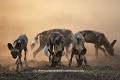 Meute de Lycaons le soir dans la poussière, après un combat féroce avec une hyène. Jeunes et adultes.
Pack of Wild Dogs in the dust at sunset, just after a serious fighting with a spotted hyaena. Sub-adults & Adults in back-ground.
(Lycaon pictus)
Nord du Delta de l'Okavano, Botswana.
Northern Okavango Delta, Botswana. Afrique 
 mammifè?re 
 chien 
 sauvage 
 lycaon 
 pictus 
 prédateur 
 chiot 
 terrier 
 carnivore 
 canidé
 jeux 
 