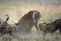 Agression féroce entre une meute de 21 lycaons sur une hyène tachetée (la matriarche du groupe).
(Lycaon pictus & Crocuta crocuta)
Nord du Delta de l'Okavango, Botswana.
Caractéristiques techniques de la Photo : Coucher du soleil. Canon EOS 1D Mk II + 500 mm F:4 L IS . vitesse 1/640 de sec. F:4, 800 ISO. Main levée en véhicule 4x4 (action bien trop rapide impossible de suivre avec une rotule).
Pour voir la suite du combat, allez dans la galerie "Delta de l'Okavango 2005"... photo ; hyène ; lycaon ; Afrique ; photographie ; animalière ; action ; Botswana ; Okavango ; Delta ; mammifères ; prédateurs ; dents ; carnassiers ; combat ; bataille ; 