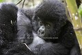 Gorille de montagne, gorillon qui tête sa mère dans une forêt de bambous..
(Gorilla gorilla beringei)
Parc National des Volcans, Rwanda. Groupe Sabyinyo. Altitude : environ 2700 m. Petite saison sèche, mois de Février.
 Afrique 
 mammifère 
 primate 
 singe 
 grand 
 gorillon 
 Rwanda 
 dominant 
 poil 
 ventre 
 tête 
 végétation 
 volcan 
 parc 
 national 
 gorille 
 danger 
 traffic 
 brousse 
 équatoriale 
 forêt 
 tendresse 
 Gorilla 
 beringei 
 démographie 
 population 
 montagne 
 liste 
 rouge 
 UICN 
 Africa 
 mammal 
 primate 
 ape 
 great 
 young 
 baby 
 Rwanda 
 fur 
 bellie 
 head 
 begetation 
 Gorilla 
 beringuei 
 care 
 demographie 
 population 
 Volcan 
 National 
 Parc 
 Park 
 danger 
 species 
 mountain 
 red 
 list 
 IUCN 