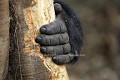 Detail d'une main de gorille de montagne en train de manger l'écorce d'un arbre en altitude. Pente du Volcan Sabyinyo. 
Groupe Sabyinyo. Altitude env. 2700 m. Parc National des Volcans. Rwanda.
(Gorilla gorilla beringei) Afrique 
 Rwanda 
 main 
 mammifère 
 Gorille 
 montagne 
 humanité 
 humain 
 ongle 
 écorce 
 arbre 
 manger 
 forêt 
 volcan 
 Parc 
 National 
 espèce 
 danger 
 exctinction 
 homme 
 Gorilla 
 beringei 
 doigts 
 Africa 
 mammal 
 hand 
 fingers 
 Gorilla 
 mountain 
 human 
 being 
 bark 
 eating 
 forest 
 volcano 
 Parc 
 National 
 Park 
 specie 
 danger 
 exctinction 
 beringei 