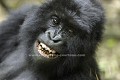 Gorille de montagne, Jeune male jouant dans une forêt de bambous.
(Gorilla gorilla beringei)
Parc National des Volcans, Rwanda. Groupe Sabyinyo. Altitude : environ 2700 m. Petite saison sèche, mois de Février.
 Afrique 
 mammifère 
 primate 
 singe 
 grand 
 gorillon 
 Rwanda 
 dominant 
 poil 
 ventre 
 tête 
 végétation 
 volcan 
 parc 
 national 
 gorille 
 danger 
 traffic 
 brousse 
 équatoriale 
 forêt 
 tendresse 
 Gorilla 
 beringei 
 démographie 
 population 
 montagne 
 liste 
 rouge 
 UICN 
 Africa 
 mammal 
 primate 
 ape 
 great 
 young 
 baby 
 Rwanda 
 fur 
 bellie 
 head 
 begetation 
 Gorilla 
 beringuei 
 care 
 demographie 
 population 
 Volcan 
 National 
 Parc 
 Park 
 danger 
 species 
 mountain 
 red 
 list 
 IUCN 