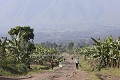 Piste et plantations de bananes menant au pied du volcan Sabyinyo, cha”ne des Volcans des Virunga, Zone de Protection de Biodiversité et des Gorilles de montagne, Parc National des Volcans, Rwanda. District de Ruhengeri (ville principale - là où Diane Fossey se ravitaillait).
 Rwanda 
 Afrique 
 piste 
 volcan 
 Sabyinyo 
 gorilles 
 population 
 démographie 
 cultures 
 routes 
 Ruhengeri 
 agriculture 
 Diane Fossey 
 plantations 
 Rwanda 
 Africa 
 Volcano 
 Gorilla 
 population 
 locals 
 people 
 demmography 
 agriculture 
 crops 
 Ruhengeri 
 Dian Fossey 