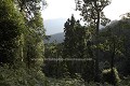Forêt primaire de montagne du Parc National de Nyungwe, au sud Rwanda. 
Cette forêt strictement protégée habrite 13 espèces de primates, dont des Chimpanzés et des Collobes.

 Afrique 
 Rwanda 
 Parc 
 National 
 Nyungwe 
 pisteurs 
 hutte 
 route 
 forêt 
 colobes 
 singes 
 Africa 
 Rwanda 
 Parc 
 National 
 Nyungwe 
 trackers 
 hut 
 road 
 forest 
 monkeys 
 colobus 