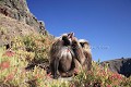 Singes Geladas, males celibataires en épouillage parmi des rumex (Rumex nervoses)
(Theropithecus gelada)
Parc National du Simien. Ethiopie. 3000 m d'altitude.
 Afrique 
 mammifere 
 singe 
 gelada 
 endemique 
 Ethiopie 
 montagne 
 monts 
 Simien 
 altitude 
 regard 
 fourrure 
 mâle 
 poil 
 herbivore 
 rouge 
 force 
 Theropithecus 
 gelada 
 Africa 
 mammal 
 baboon 
 monkey 
 Ethiopia 
 endemic 
 mountain 
 Simen 
 Simien 
 looking 
 chest 
 patch 
 red 
 herbivore 