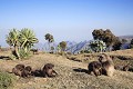 Famille de singes Geladas près d'une lobelia geante (Lobelia rainchopetalm)
Gelada Baboons Family, near by a Giant Lobellia (Lobelia rainchopetalm)
(Theropithecus gelada)
Col de Sheneck, Parc National du Simien, 3600 m Ethiopie.




 Gelada
Ethiopie
falaises
manger
herbe
lobelia
Afrique
singe
mammifère
grooming
épouillage
Simien
Parc
National
danger
IUCN
herbivore 