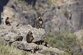 Singes Geladas, male  et son harem.
( Theropithecus gelada ).
Debre Libanos. Ethiopie. 2500 m d'altitude.
 Afrique 
 mammifère 
 singe 
 gélada 
 endémique 
 Ethiopie 
 montagne 
 monts 
 Simien 
 altitude 
 regard 
 fourrure 
 mâle 
 poil 
 herbivore 
 rouge 
 force 
 Theropithecus 
 gelada 
 Africa 
 mammal 
 baboon 
 monkey 
 Ethiopia 
 endemic 
 looking 
 chest 
 patch 
 red 
 herbivore 