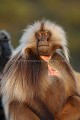 Singe Gelada, male celibataire
(Theropithecus gelada)
Parc National du Simien. Ethiopie. 3000 m d'altitude.
 Afrique 
 mammifère 
 singe 
 gélada 
 endémique 
 Ethiopie 
 montagne 
 monts 
 Simien 
 altitude 
 regard 
 fourrure 
 mâle 
 poil 
 herbivore 
 rouge 
 force 
 Theropithecus 
 gelada 
 Africa 
 mammal 
 baboon 
 monkey 
 Ethiopia 
 endemic 
 mountain 
 Simen 
 Simien 
 looking 
 chest 
 patch 
 red 
 herbivore 