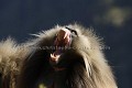 Singe Gelada, male celibataire. Retroussement de babines en signe de menace ou d'inquietude.
(Theropithecus gelada)
Parc National du Simien. Ethiopie. Afrique 
 mammifère 
 singe 
 gélada 
 endémique 
 Ethiopie 
 montagne 
 monts 
 Simien 
 altitude 
 regard 
 fourrure 
 mâle 
 poil 
 herbivore 
 rouge 
 force 
 Theropithecus 
 gelada 
 Africa 
 mammal 
 baboon 
 monkey 
 Ethiopia 
 endemic 
 threat 
 displaying 
 looking 
 chest 
 patch 
 red 
 herbivore 