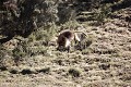 Singe Gelada, male : démonstration de force. Saut depuis un arbre (bruyère géante). Phase 2/3 photos.
Notez qu'il est en train de retomber sur ses quatres pattes... comme un chat !
(Theropithecus gelada)
Parc National du Simien. Ethiopie. 3000 m d'altitude.
 Afrique 
 mammifère 
 singe 
 gélada 
 endémique 
 Ethiopie 
 montagne 
 monts 
 Simien 
 altitude 
 regard 
 fourrure 
 mâle 
 poil 
 herbivore 
 rouge 
 force 
 Theropithecus 
 gelada 
 Africa 
 mammal 
 baboon 
 monkey 
 Ethiopia 
 endemic 
 mountain 
 Simen 
 Simien 
 looking 
 chest 
 patch 
 red 
 herbivore 
