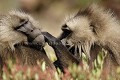 Singes Geladas, male celibataires en épouillage (grooming) au milieu des oseilles (Rumex nerveses)
(Theropithecus gelada)
Parc National du Simien, Ethiopie.
 grooming 
 singe 
 Gelada 
 Montagnes 
 Simien 
 Parc 
 National 
 Ethiopie 
 Ethiopia 
 grooming 
 Monkey 
 baboon 
 mountains 
 Gelada 