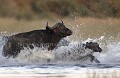 Troupeau de buffles d'Afrique traversant un marécage dans les marais de la rivière Linyanti , le soir au coucher du soleil. Ici, une femelle et son jeune.
Plus de 2000 buffles ont traversé ce marécage durant une vingtaine de minutes, tous au même endroit. J'ai pris plus de 1200 photos en alternant deux boitiers et deux focales, le temps du transfert du buffer vers la carte mémoire....
Un spectacle unique... 
(Syncerus caffer)
Canon EOS 1D Mk II + 500 mm F:4 L IS et Canon EOS 5D + 100-400 F:5,6 L IS.
200 ISO, F:4, vitesse 1/125 s, main levée, véhicule 4x4 URI (marque Namibienne), Concession Kwando.
Image recadrée.
 Afrique 
 Botswana 
 Okavango 
 Delta 
 mammifère 
 buffle 
 big 
 five 
 eau 
 traverser 
 courir 
 soir 
 marais 
 lagune 
 migration 
 déplacement 
 troupeau 
 veau 
 jeune 
 adultes 
 Africa 
 Botswana 
 Okavango 
 Delta 
 mammal 
 Buffalo 
 African 
 water 
 lagoon 
 marsh 
 river 
 splashing 
 big 
 five 
 herd 
 moving 
 running 
 crossing 