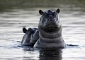 Accouplement d'Hippopotames à la tombée de la nuit, dans le Delta de l'Okavango, Botswana.
(Hippopotamus amphibious)
500 mm Canon L IS, F:4, EOS 1D mk II, 1/125 s - 400 ISO - 4x4 Land Cruiser, sur Bean Bag. Crépuscule. Afrique 
 Hippopotame 
 eau 
 point 
 oreille 
 accouplement 
 Okavango 
 Delta 
 espèce 
 danger 
 menacée 
 braconnage 
 couple 
 mammifère 
 Africa 
 Hippo 
 Water 
 Hole 
 ears 
 Mating 
 Mate 
 Okavango 
 Delta 
 Species 
 Endangered 
 Threatened 
 poaching 
 couple 
 pair 
 mammal 
 danger 