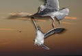 Photo Fill-in Flash d'une Bagarre entre deux couples de Goélands argentés à la tombée de la nuit.
(Larus argentatus)
Ile de Groix. 
Pointe de Pen Men. Morbihan. Bretagne.
Canon EOS 5D + zoom 24-105 F:4 L IS. Main levée ; Mode Manuel ;  Fill-in Flash et correction - 1,5 diaph. , Vitesse obt. 1/85 s, ouverture F:9 , 200 ISO, 105 mm.
Image recadrée.
 Bretagne,
oiseau
mer
océan
falaise
coucher
soleil
soir
flash
photo
combat
Larus
argentatus
commun
île 
Groix
Morbihan
sauvage
Pen Men

 