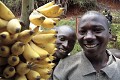 Jeunes vendeurs de bananes sur une route du sud Kivu, Rwanda. Ils sourient tout en négociant un bon prix pour leur régime de bananes aux automobilistes !
 Afrique 
 sourrire 
 banane 
 marché 
 vendre 
 vendeur 
 affaires 
 route 
 jeunes 
 garçons 
 gentillesse 
 ambulant 
 Rwanda 
 Africa 
 smile 
 bananas 
 market 
 saling 
 sale 
 deal 
 road 
 boy 
 kind 
 Rwanda 