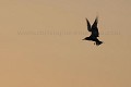 Sterne pierregarin en vol stationnaire au-dessus de la colonie à la nuit tombante.
(Sterna hirundo)
Archipel de Molène. Finistère, Bretagne, France.
Technique : Trépied Gitzo carbone, Rotule Wimberley, Boitier Canon EOS 1D Mk II, Obj. Canon 500 mm L IS, 100 ISO, F:8, vitesse 1 / 500 s. Coucher du soleil.
 oiseau 
 sur place 
 voler 
 vol 
 stationnaire 
 soir 
 cousher de soleil 
 lumière 
 finesse 
 élégance 
 silhouette 
 stene 
 pierregarin 
 Sterna 
 hirundo 
 Bretagne 
 île 
 colonie 
 nidification 
 sauvage 
 Molène 
 archipel 
 Iroise 
 mer 
 marin 
 plage 
 libre 
 Bird 
 beach 
 hovering 
 flying 
 dusk 
 evening 
 silhouette 
 Tern 
 common 
 Sterna 
 hirundo 
 seashore 
 colony 
 nesting 
 photo 
 Brittany 
 coastline 