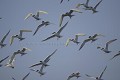 Vol de Sternes caugek 
(Thalasseus sandvicensis)
Réserve ONCFS de Béniguet, archipel de Molène, Finistère.
Cette année, plus d'une centaine de couples de Caugek s'est installée sur la grève de la réserve. La nidification a été une belle réussite également pour les Sternes Pierregarin et sternes naines.
 Oiseau 
 mer 
 sterne 
 caugek 
 plage 
 vol 
 voler 
 Bretagne 
 archipel 
 Molène 
 île 
 Béniguet 
 réserve 
 Iroise 
 ONCFS 
 littoral 
 côte 
 ensemble 
 groupe 
 solidaire 
 direction 
 groupe 
 collectif 
 Bird 
 sea 
 Tern 
 sandwich 
 beach 
 flying 
 Flock 
 Brittany 
 archipelago 
 Molène 
 Béniguet 
 Island 
 Reserve 
 seashore 
 cost 
 together 
 group 