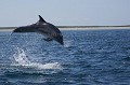 Grand Dauphin en plein saut dans le Chenal du Four, devant l'île de Béniguet.
Mer d'Iroise, Archipel de Molène.
Finistère, Bretagne.
(Tursiops truncatus)  --  
Technique : Canon EOS 1D Mk II, Zoom Canon 24-105 L IS, raffale 8 im/s, Vitesse : 1/800 s  F:8, 105 mm, depuis bateau semi-rigide en millieu d'après midi. Photo séquence N° 2 /3...

 archipel de Molène 
 Béniguet 
 Bretagne 
 chenal du Four 
 Finistère 
 grand dauphin 
 littoral 
 mammifère 
 marin 
 mer 
 Mer d'Iroise 
 Tursiops truncatus 
 France 
 Brittany 
 Bottlenose 
 Dolphin 
 jump 
 Sea 
 marine mammal 