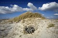 Dunes de la baie d'Audierne. Finistere, Bretagne, France. 
Hoyats en haut et chardon bleu des dunes en bas au centre.
Sand Dunes in the Bay of Audierne, Brittany, France. Bretagne 
 Finistere 
 cordon 
 galets 
 plage 
 sable 
 dunes 
 baie 
 Audierne 
 littoral 
 cote 
 sauvage 
 vent 
 vagues 
 courants 
 mer 
 ocean 
 Atlantique 
 houle 