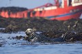 Phoque gris a maree basse en mer d'Iroise. En arriere plan, un bateau goemonier en train de recolter des algues laminaires sans perturber les animaux. Bretagne.
(Halichoerus grypus) Aire Marine 
 animal 
 archipel 
 Béniguet 
 Bretagne 
 Finistère 
 gris 
 Iroise 
 littoral 
 mammifère 
 Marin 
 marin 
 mer 
 Molène 
 Naturel 
 Parc 
 Phoque 
 protégée 