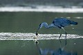 Héron cendré en pêche au lever du jour dans un marais côtier en Bretagne
(Ardea cinerea) aquatique 
 ardéidé 
 Bretagne 
 cendré 
 côtier 
 eau 
 Finistère 
 Héron 
 héron cendré 
 Kerstinec 
 littoral 
 marais 
 marécage 
 mer 
 oiseaux 
 pattes 
 pêcher 
 zone humide 