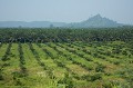 Plantation de Palmiers à Huile. Bordure de la rivière Kinabatangan.

--- C'est sûr, il y a mieux comme photo du mois, mais prenez 5 mn et lisez ce qui suit ---

Depuis le mois de septembre, les forêts de Bornéo (partie Indonésienne du Kalimantan) et de Sumatra brûlent de nouveau sur des milliers de kilomètres carrés. Les feux sont alumés par des villageois, des cultivateurs ou des forestiers qui sont payés illégalement par de grandes compagnies Indonésiennes et internationales pour accélérer ainsi la déforestation et finir par planter de nouvelles parcelles de palmiers à huile.
En 2006, le bénéfice NET de cette industrie plus que florissante a dépassé les 30 %. C'est un chiffre record... Tout industriel rêverait d'un taux de marge net de 30 %... rien ne peux les arrêter... 
Rien ...à moins que vous n'arrêtiez-vous même d'acheter et faire acheter des produits de consommation courante qui contiennent de l'huile de palme... 
Moi, c'est fait depuis longtemps... Ouvrez vos placards et regardez la composition de vos gateaux appéro, de vos biscuits, de vos boites de conserve, de votre pain de mie, de la blédine de votre jeune enfant, TOUT, TOUT ou presque contient de l'huile de palme... Autant dire, du sang d'orang-outan... 
Une véritable catastrophe écologique à très grande ampleur. 
Conclusion, Revenez au BEURRE... Car avec le beurre, tout est meilleur !

En arrière plan de cette image, on distingue encore la foret pluviale originelle qui n'est plus qu'une mince bande de quelques centaines de mètres parfois.
Le palmier à huile a été introduit d'Afrique du sud (Elaeis guineensis).
Etat du Sabah, Bornéo, Malaisie.
--- Bientôt, une rubrique entière sera consacrée à l'huile de palme -- Revenez et/ou écrivez moi si le sujet vous intéresse.
 Asie 
 Bornéo
 Elaeis guineensis 
 Malaisie 
 Palmier 
 Sabah 
 agroalimentaire 
 commerce 
 commerce international 
 deÌ?forestation 
Elaeis guineensis
environnement 
 eÌ?quateur 
 foret 
 huile 
 huile de palme 
 industrie 
île
 plantation 
 plantations 