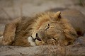 Lion male couché sur le sable du desert du Kalahari.
(Panthera leo).
Botswana Africa 
 Afrique 
 Afrique australe 
 Big Five 
 BOTSWANA 
 cat 
 ciel 
 crinière
 Delta 
 desert 
 félin
 Kalahari 
 Kwando 
 Lion 
 male 
 male
 mane
 Okavango 
 orage 
 Panthera leo 
 predator 
 Sauvage 
 sky 
 soir 
 Southern Africa 
 Thunderstorm 
 Wetland 
 Wilderness 
 zone humide 