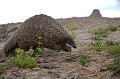 Pangolin du Cap.
(Manis temminckii).
Botswana.
 Africa 
 Afrique 
 Botswana 
 Cape Pangolin 
 Delta de l'Okavango 
 ecaille 
 etrange 
 mammal 
 mammifere 
 Manidae 
 Manis temminckii 
 Okavango Delta 
 Pholidotes 