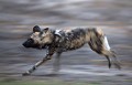 Lycaon en pleine chasse à la tombée de la nuit. C'est un des jeunes lycaons photographiés l'an passé lorsqu'ils sont sortis de leur terrier... La meute est maintenant en pleine forme... Voir aussi la rubrique "Actualités" pour plus d'infos...
(Lycaon pictus)
Botswana Africa 
 African 
 Afrique 
 Afrique australe 
 Botswana 
 Chien 
 Delta 
 Dog 
 Kwando Concession 
 Lycaon 
 Lycaon pictus 
 mammal 
 Mammal 
 Mammifere 
 mammifere 
 Northern Botswana 
 Okavango 
 predator 
 sauvage 
 Sauvage 
 Southern Africa 
 Wetland 
 Wild Dog 
 Wild Dogs 
 Wilderness 
 zone humide 