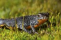 Triton alpestre en phase terrestre. Urodèle.
(Triturus alpestris)
Bretagne.
France amphibien 
 animal 
 biodiversité 
 bocage 
 bois 
 Bretagne 
 campagne 
 France 
 humide 
 mousse 
 terrestre 
 triton 
 Triturus alpestris 
 Urodèle 
 Caudata 
 Alpine 
 Newt 