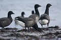 Bernaches cravants sur une plage de Bretagne. Hiver.
(Branta bernicla)
FRANCE Abers 
 Bernache 
 Branta bernicla 
 Brent 
 Bretagne 
 Brignogan 
 Brittany 
 cote 
 cotes des legendes 
 cravant 
 Finistere 
 France 
 Geese 
 goose 
 hiver 
 hivernant 
 littoral 
 mer 
 oies 
 Pays des Abers 
 plage 
 shore 
 Wintering 