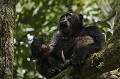 Chimpanze sauvage.
Male alpha "Mobutu" leader du groupe Kanyanchu. Mange les restes d'un collobe noir et blanc chasse et capture par le groupe. Apres la chasse, l'excitation reste a son comble. Le calme ne revient dans le groupe que petit a petit.
Foret primaire de Kibale. Parc National. Ouganda.
(Pan troglodytes schweinfurthi)

Boitier Canon EOS 1Dmk II. 500 mm F:4 L IS.
320 ISO. F:4, 1/400 ° de sec.
Main levee. (si si !)
.

 Africa 
 Afrique 
 Ape 
 chimpanze 
 Chimpanzee 
 forest 
 foret 
 Great Ape 
 mammal 
 mammifere 
 Ouganda 
 Pan troglodytes 
schweinfurthi 
 primate 
 Uganda 
 Mobutu 
 alfa 
 male 
 chasse 
 proie 
 manger 
 regime alimentaire 
 singe 
 grand singe 
 arbre 
 groupe 
 nourriture 
 collobe 
 Kibale 
 Ouganda 