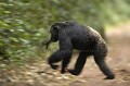 Chimpanze sauvage. 
Male adulte dominant traversant une piste avec un morceau d'une proie, les restes d'un colobe...
(Pan troglodytes schweinfurthi)
Foret du Parc National de Kibale. Ouganda,

 Pan troglodytes 
 scheinfurthi 
 Afrique 
 Africa 
 mammifere 
 mammal 
 Kibale 
 forest 
 foret 
 Parc National 
 National Park 
 singe 
 grand singe 
 Ape 
 Great Ape 
 chimpanze 
 chimpanzee 
 chimp 
 animal 
 espece 