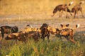 Lycaons. Meute composee de 13 individus. Comportement de socialisation après le repos de l'apres-midi, juste avant de repartir en chasse. remarquez les oreilles rabatues des trois individus au centre. 
C'est une nouvelle meute que je n'avais pas encore photographiée. Son territoire est immense et s'étend sur presque toute la partie nord est du Delta de l'Okavango, y compris la reserve de Faune de Moremi.
(Lycaons pictus)
Delta de l'Okavango. Botswana.


 African Wild Dog 
 Afrique au 
 bush 
 chasseur 
 Kwando 
 Linyanti 
 Lycaon 
 Lycaon pictus 
 mammal 
 mammifere 
 predateur 
 predator 
Moremi
Game Reserve
 Wild Dog 