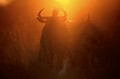 Troupeau de Gnou dans les derniers rayons du soleil. Heron garde boeuf au premier plan.
(Connochaetes taurinus)
Delta de l'Okavango.
BOTSWANA Southern Africa 
 Sauvage 
 Okavango 
 Wilderness 
 Wetland 
 sun 
 sunset 
 soleil 
 rayon 
 rouge 
 lumiere 
 light 
 horns 
 cornes 
 gnou 
 wildebeest 
 chaud 
 soir 
 ambiance 
 heron 
 garde boeuf 
 oiseau 
 Connochaetes taurinus 
 silhouette 
 golden light 
 warm 