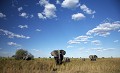 Elephants d'Afrique dans les marais du Delta de l'Okavango. Botswana.
(Loxodonta africana)
24 mm Africa 
 Afrique 
 Afrique australe 
 big five 
 boir 
 Delta 
 elephant 
 gros 
 Loxodonta africana 
 mammal 
 mammifere 
 Okavango 
 Sauvage 
 Southern Africa 
 Wetland 
 Wilderness 
 zone humide 
 elephanteau 
 femelle 
 protection 
 oreille 
 young 
 baby 
 ears 
 threat 
 massive 