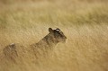 Silhouette de lionne dans les grandes herbes jaunes et seches du desert du Kalahari.
Delta de l'Okavango. Botswana.
(Panthera leo). Afrique
Botswana
Okavango
Delta
Kalahari
desert
Lionne
big five
silhouette
herbe
Panthera
leo
predateur
forme
aride
grace
mammifere
felin
 