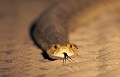 Vipere heurtante la nuit sur une piste dans le desert du Kalahari (Delta de l'Okavango). 
(Bitis arietans)
Botswana.
 Africa 
 Afrique 
 Afrique australe 
 Delta 
 night 
 nuit 
 Okavango 
 road 
 route 
 Sauvage 
 Southern Africa 
 vipere
 Wetland 
 Wilderness 
 zone humide 
Puff 
Adder
Bitis
arietans 