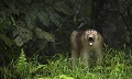 Macaque a queue de cochon, male solitaire en foret primaire, en train de bailler histoire de bien montrer sa puissance...
(Macaca nemestrina)
Etat du Sabah. Nord de Borneo. Malaisie Asie 
 biodiversite 
 Borneo 
 Danum 
 ecosysteme 
 equateur 
 equatooriale 
 Foret 
 ile 
 Macaca nemestrina 
 Malaisie 
 Malaysia 
 nature 
 pluviale 
 primaire 
 Rain Forest 
 Sabah 
 sauvage 