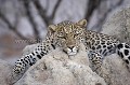 Male léopard, jeune adulte sur une termitière dans le désert du Kalahari.
(Panthera pardus)
Deception Valley
Kalahari Desert.
Botswana Africa 
 Afrique 
 ambiance 
 animal 
 animaux 
 arid 
 aride 
 aridite 
 big 
 Botswana 
 brousse 
 bush 
 cat 
 chaleur 
 chaud 
 darkness 
 Deception 
 desert 
 dry 
 elusive 
 faune 
 felin 
 five 
 heat 
 Kalahari 
 lack of light 
 Leopard 
 light 
 lumiere 
 male 
 mammal 
 mammifere 
 mystere 
 mystery 
 nature 
 night 
 nocturnal 
 nocturne 
 noir 
 nuit 
 obscurite 
 Panthera 
 pardus 
 pays 
 predateur 
 predator 
 reserve 
 safari 
 safari photo 
 sauvage 
 sec 
 spoted 
 taches 
 tachete 
 temperature 
 termitiere 
 Valley 
 vision nocturne 
 voyage 
 wild 
 Wilderness 