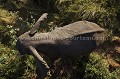 Elephant vue inhabituelle du dessus, photo prise depuis un arbre.
(Loxodonta africana)
Delta Camp. Okavango Delta.
Botswana Africa 
 Afrique 
 Botswana 
 Camp 
 Delta 
 Delta Camp 
 eau 
 eau douce 
 experience 
 Kalahari 
 nature 
 Okavango 
 safari 
 safari photo 
 sauvage 
 voyage 
 water 
 wetland 